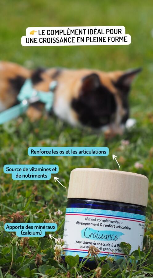 Aliment fortifiant pour chat