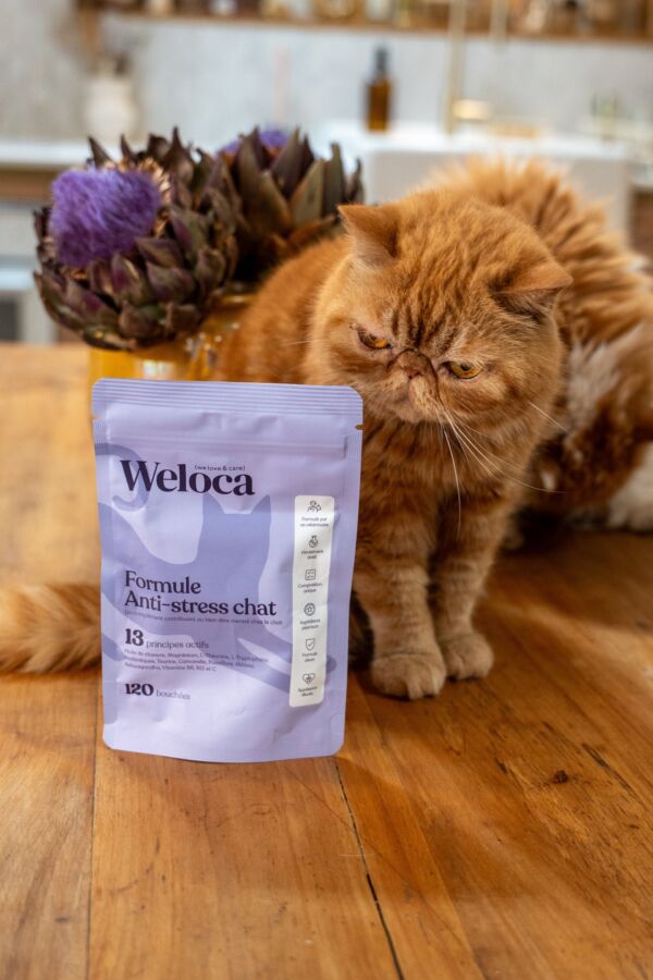 Complément nutritionnel pour chat